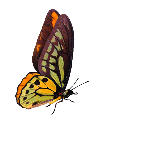 Beautiful butterfly animated.