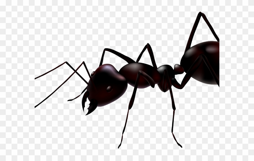 Ant clipart transparent.
