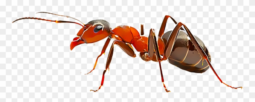 ant clipart fire