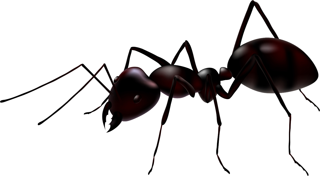 Ant png image.