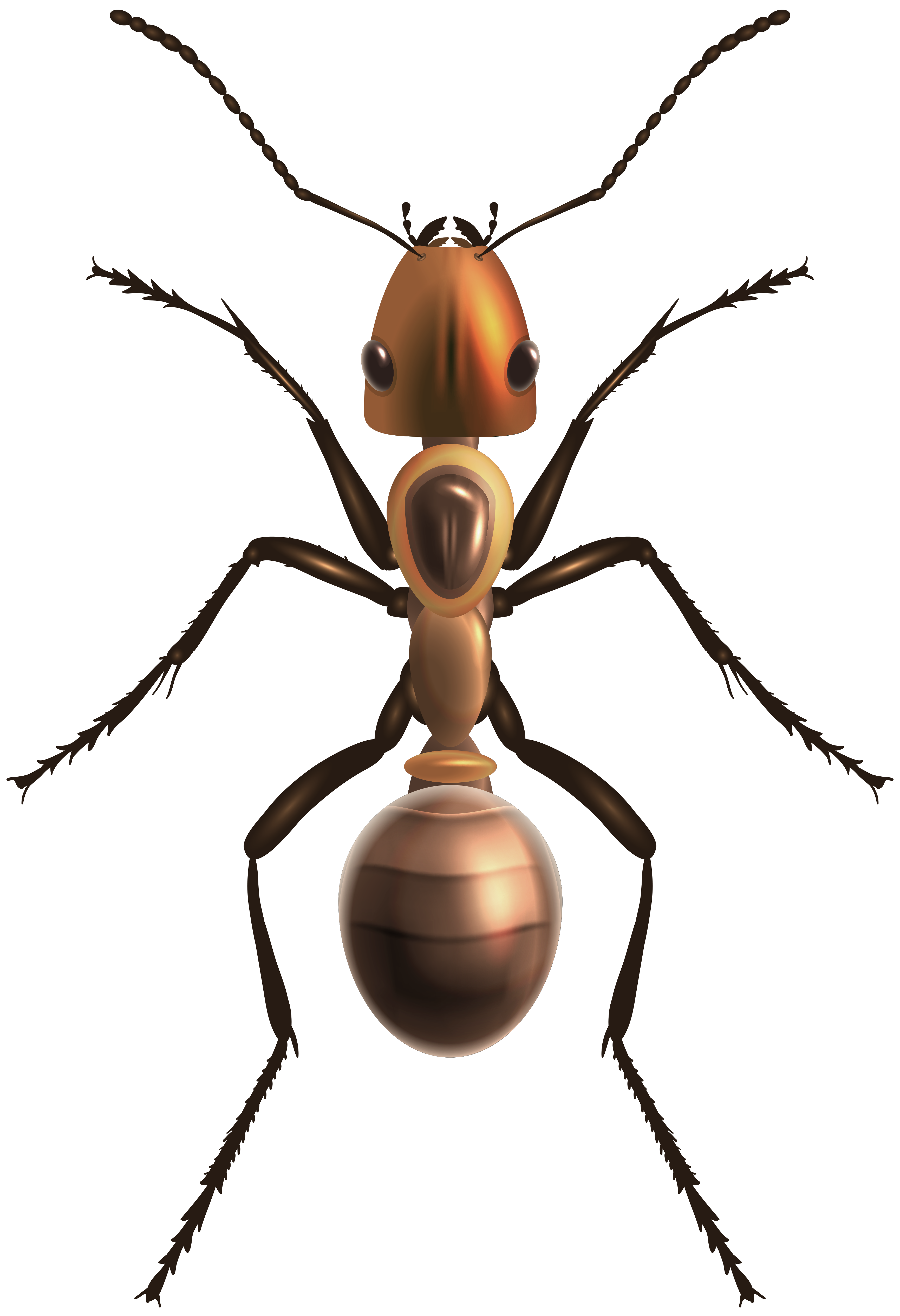 Ant PNG Clip Art