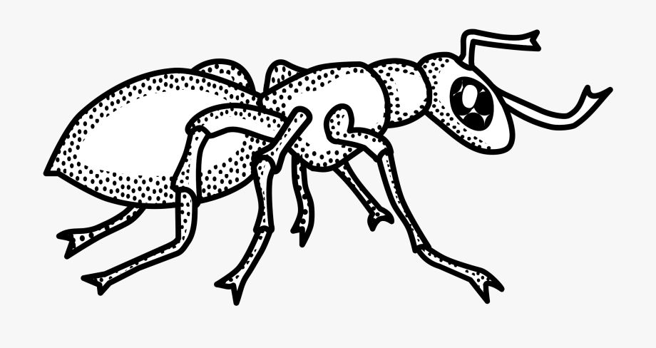 Ant Black And White Ant Clipart Outline Collection