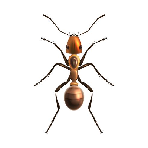 Realistic ant isolated.