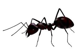 Ant clipart clipart.