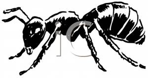 Realistic Black and White Ant