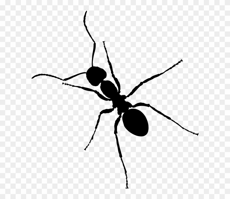 Clipart Silhouette Free Ant