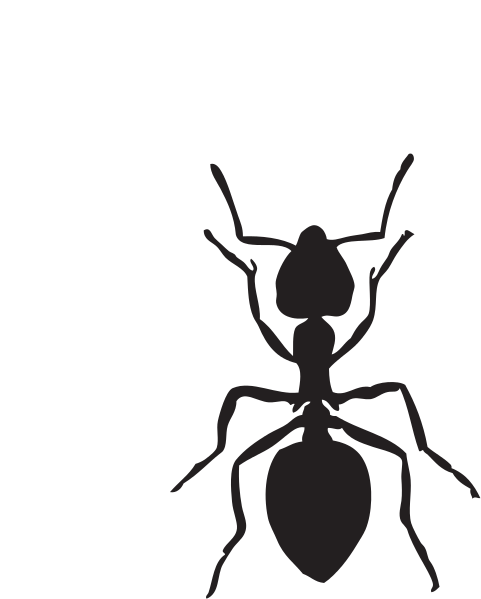 Ants clipart small.