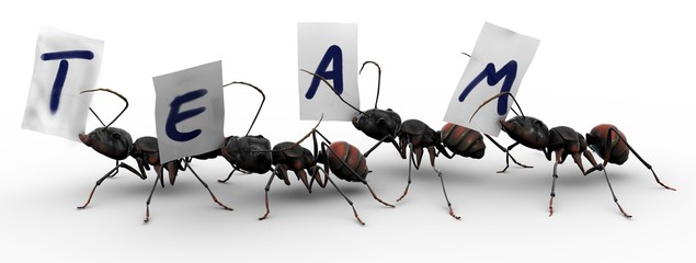 Ant clipart teamwork.