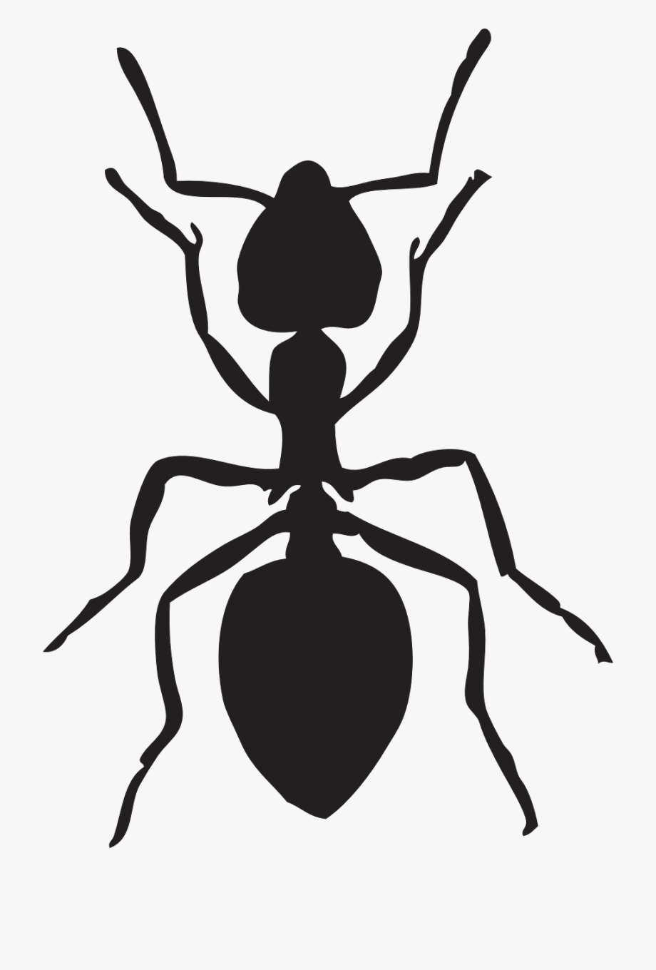 Insect clipart ant.