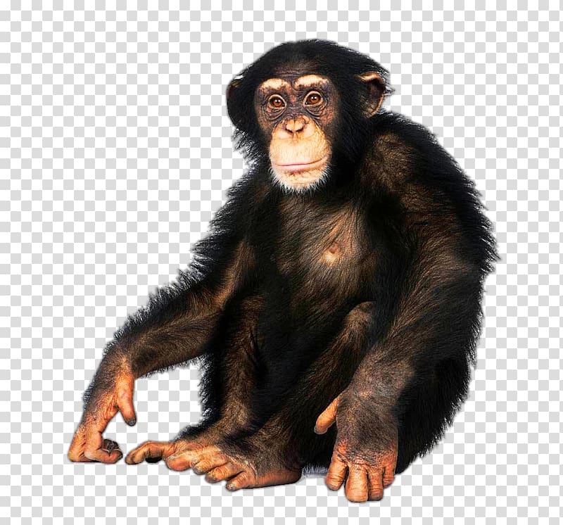 Japanese macaque Common chimpanzee Bonobo Ape Bornean