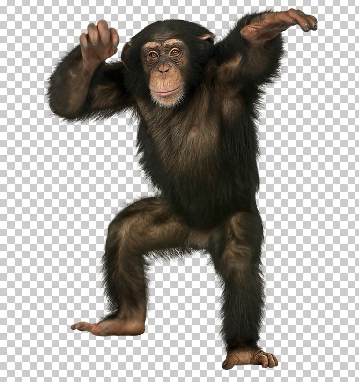 Common Chimpanzee Bonobo Monkey Ape Bornean Orangutan PNG