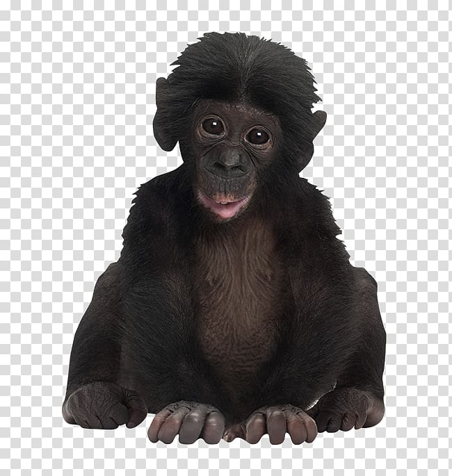 Mandrill bonobo monkey.