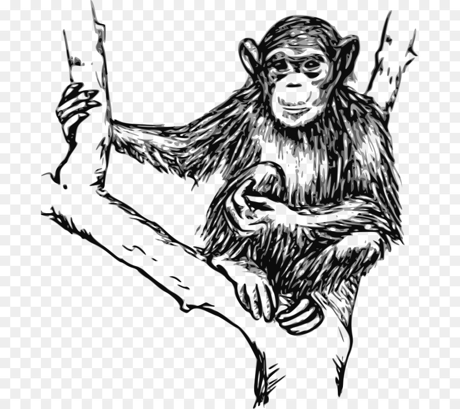 Chimpanzee Gorilla Ape Drawing Clip art