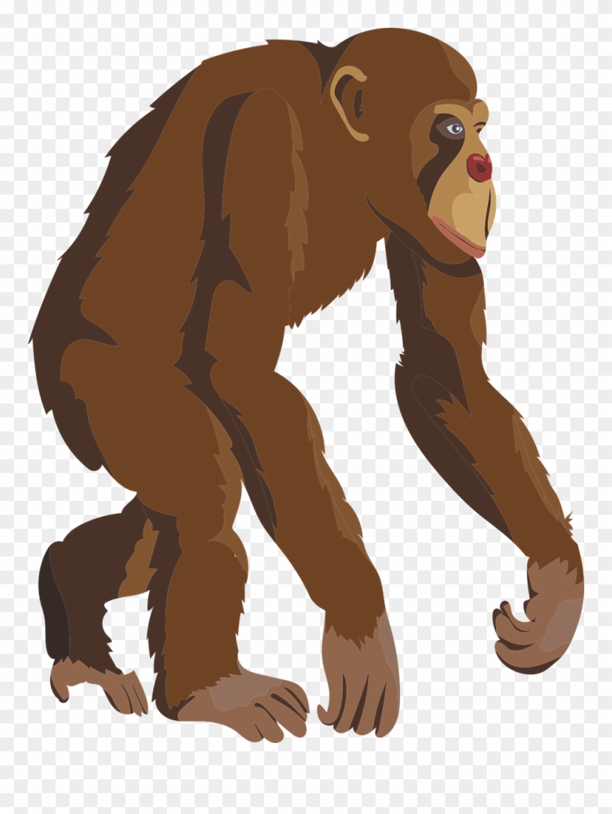 Chimpanzee Clipart Brown Monkey