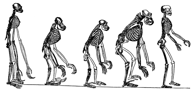 Man and Ape Skeletons