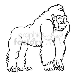 Black and white ape on fours clipart