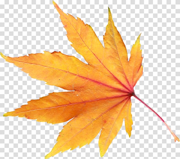 Autumn leaf color.