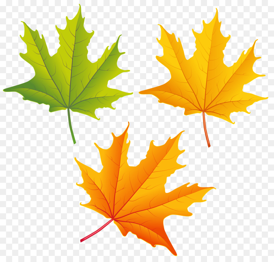 Autumn Leaf Drawing clipart