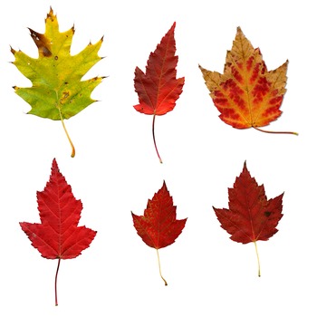 Fall Leaves clip art or printable