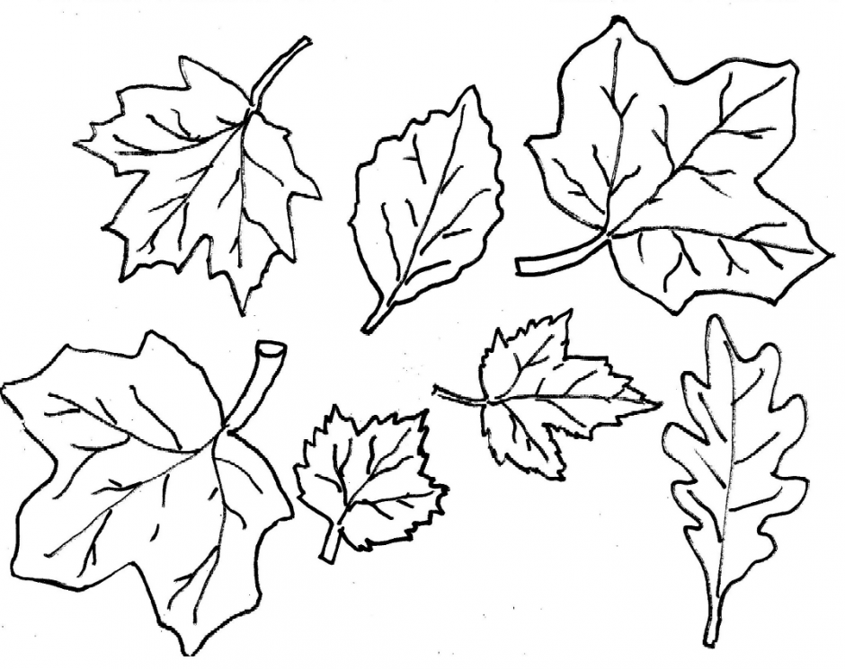 Images autumn leaf.