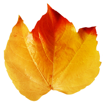autumn leaves clipart real