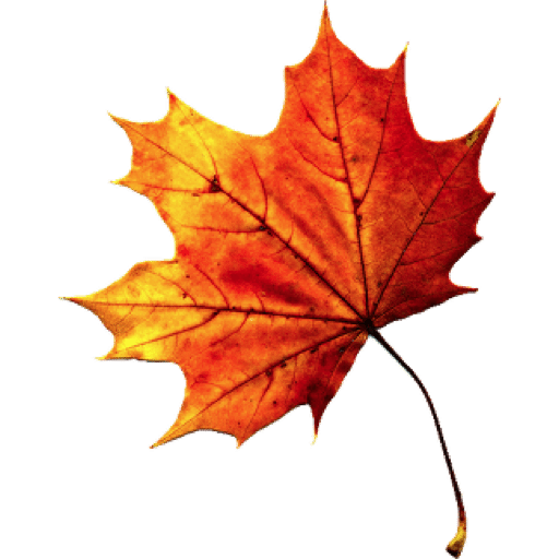 Autumn Leaves PNG Images Transparent Free Download