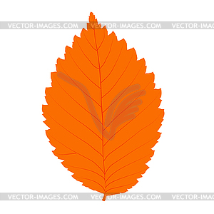 Autumn realistic leaf