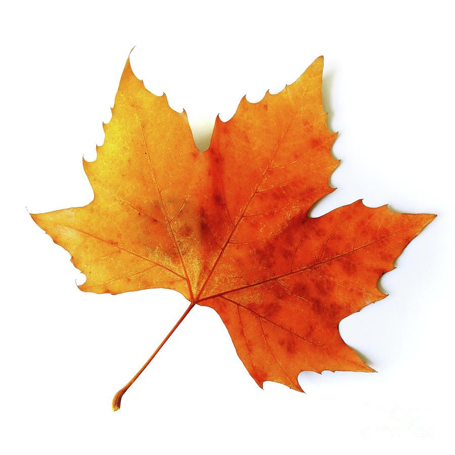 Realistic autumn leaf.