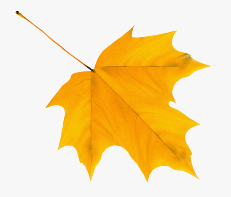 Autumn leaf clipart.