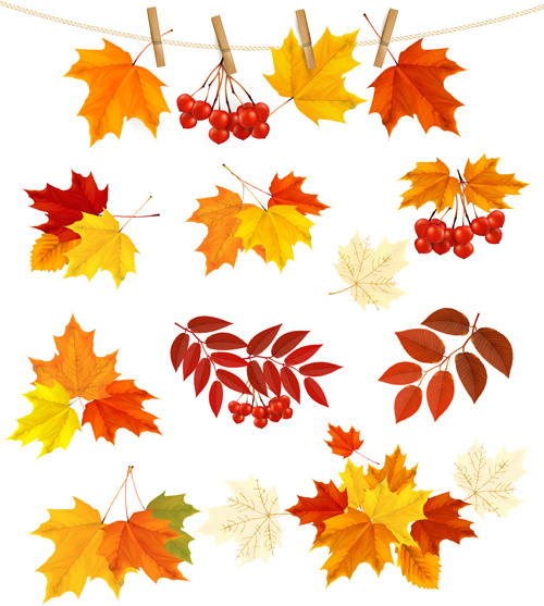 Autumn leaves with fruit vector Free vector in Encapsulated