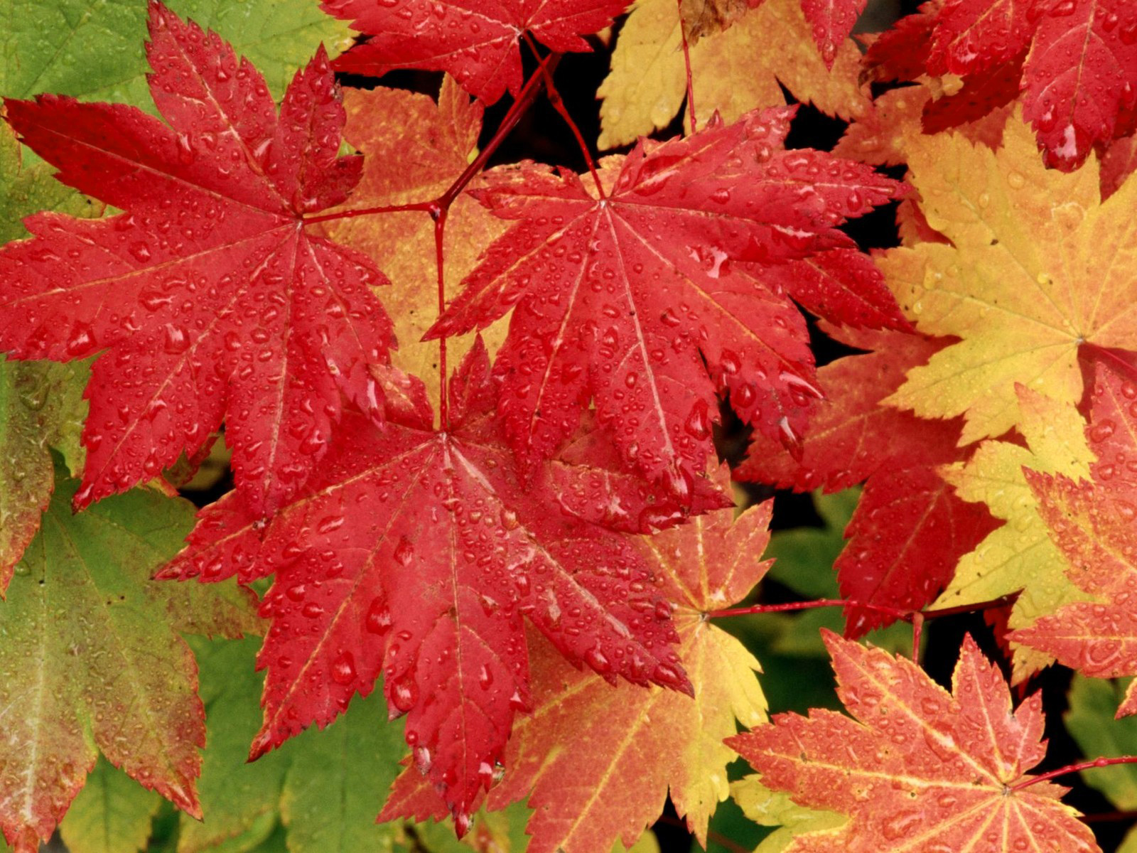 Fall leaves wallpaper.