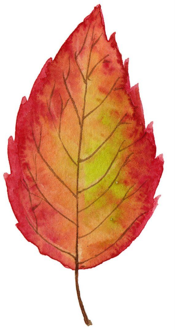 Watercolor fall leaves.