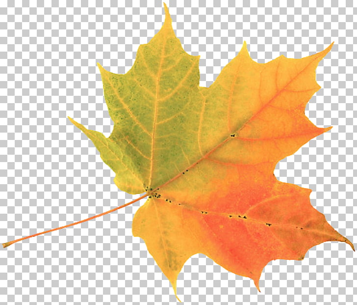 Autumn leaf color.