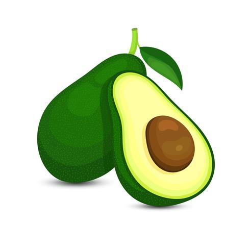 Avocado illustration download.