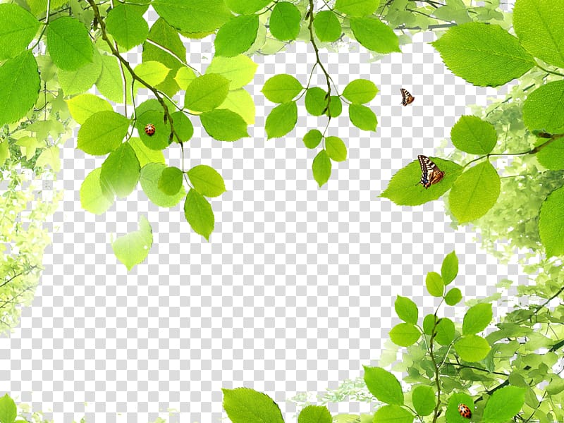 background clipart images leaves