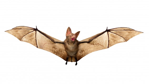 Bats vectors photos.