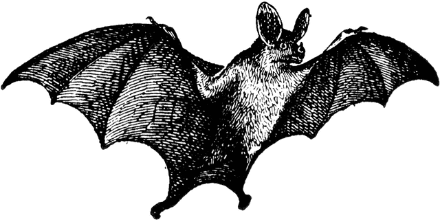Vampire bat clipart.