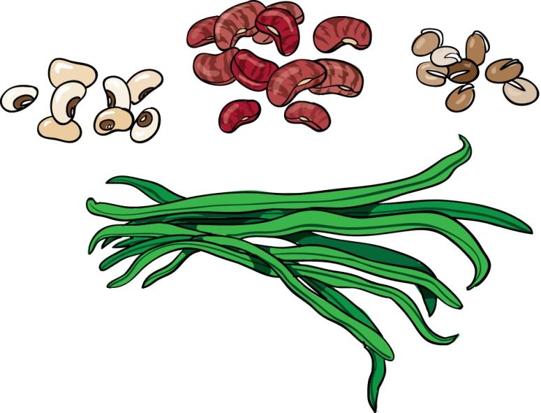 Free beans cliparts.