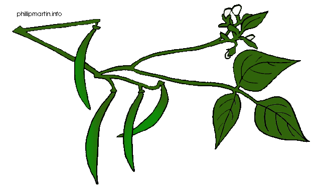 Pinto bean plant.