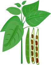 Bean clipart bean plant, Bean bean plant Transparent FREE