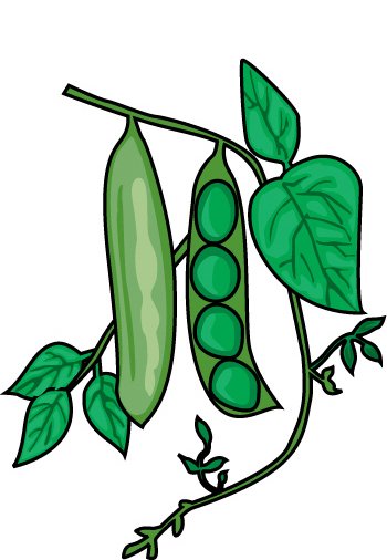 beans clipart bean plant