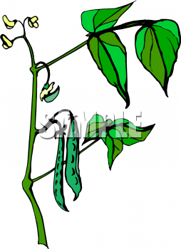 Clipart Picture Of Green Beans Growing On A Plant