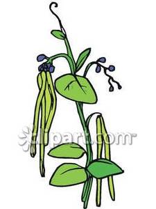 Bean Plant Clipart