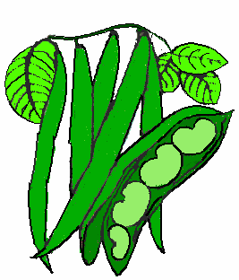 Free Bean Cliparts, Download Free Clip Art, Free Clip Art on