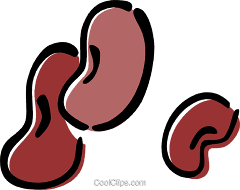Kidney bean Royalty Free Vector Clip Art illustration