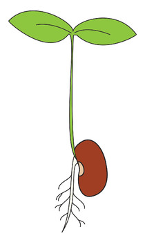 beans clipart seed