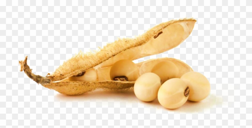 Soybean png clipart.