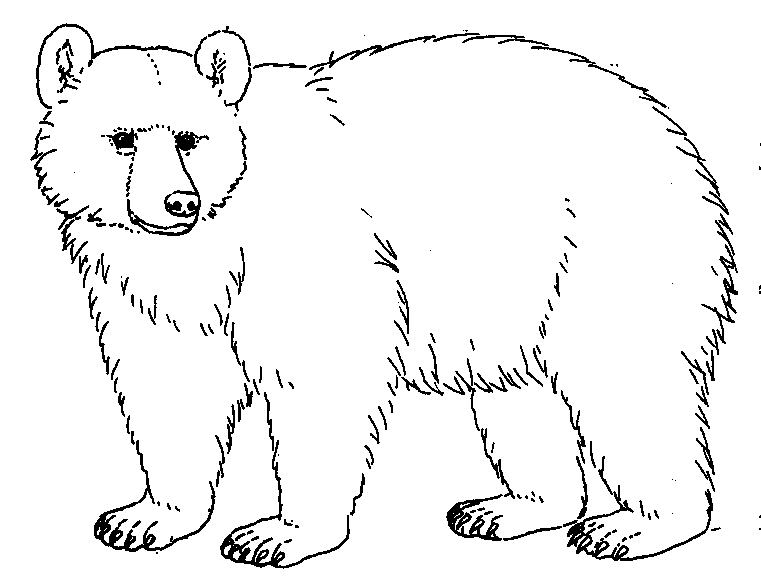 Bear drawings .