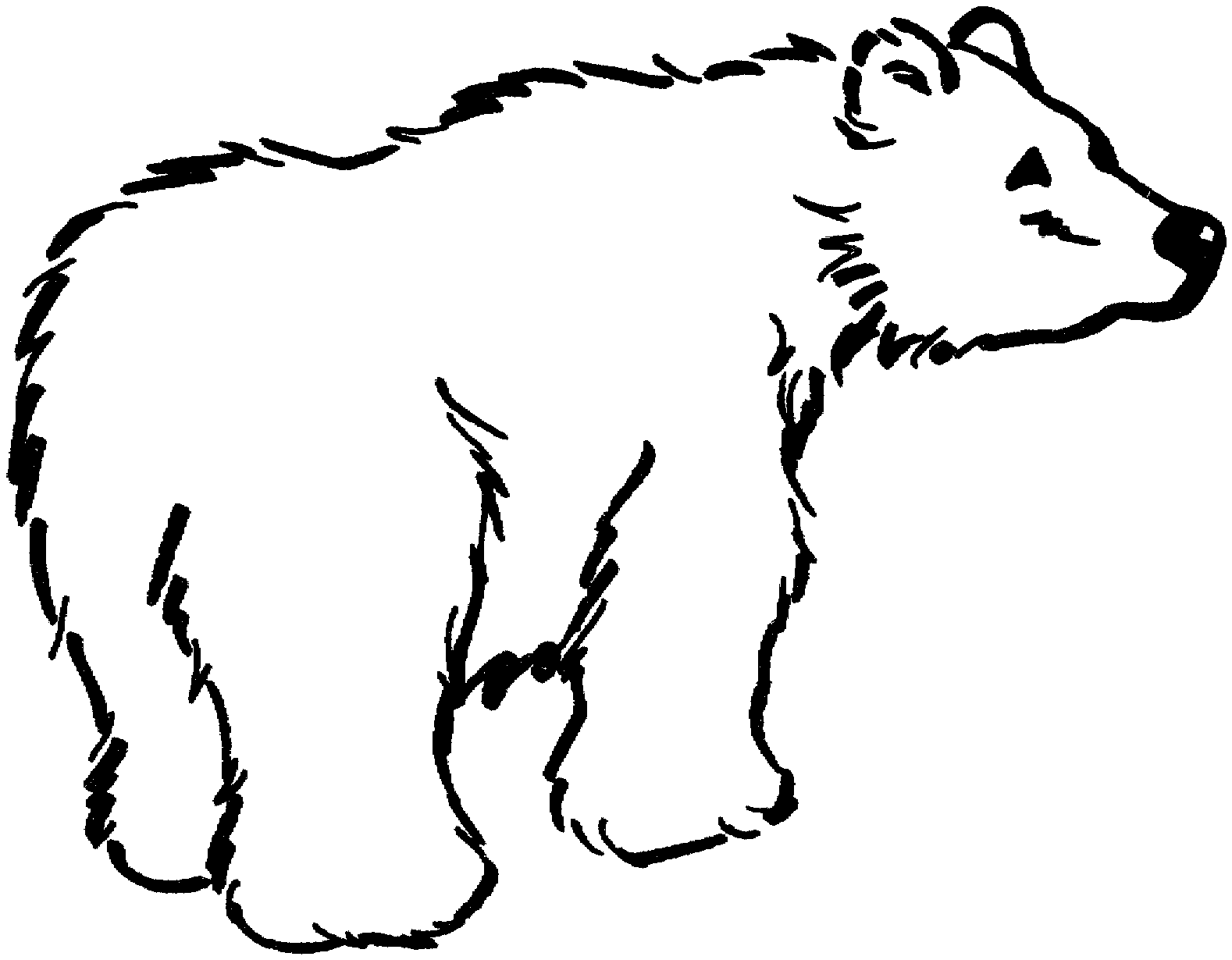 Bear Outline