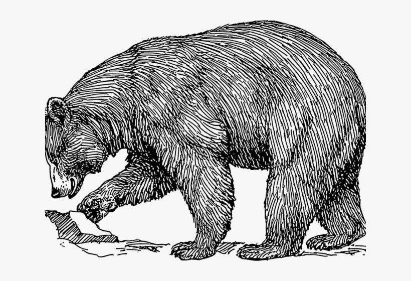 Grizzly Bear Clipart Mammal